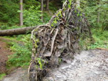 adr_2009_5